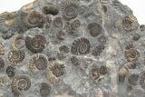 Ammonite (Promicroceras) Cluster - Marston Magna, England #207735-2